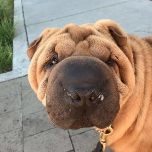 Meet your Posher, Christopher